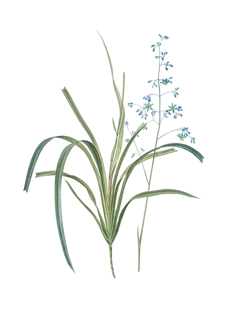 ブルーベリー・リリー (Blueberry lily) ブルーベリーリリー (blueberry lilies) はブルーベルリリー (blubbery lily) と呼ばれる植物学的なイラストが付いている