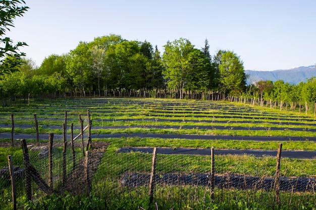 Blueberry plantation field in the farm in Georgia