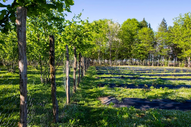 Blueberry plantation field in the farm in Samegrelo Georgia