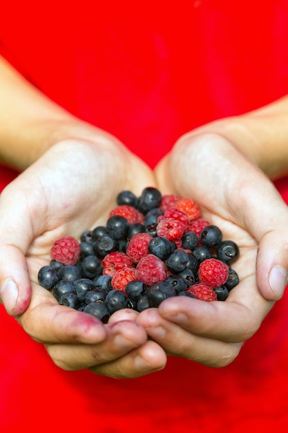 Blueberry and  raspberries at the hands on red background