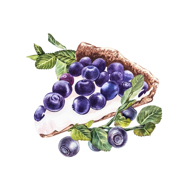 Blueberry. Watercolor botanical illustration. Hand drawn watercolor painting blueberry