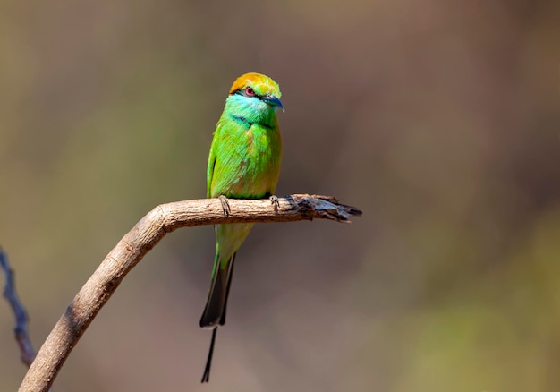 The bluecheeked beeeater Merops persicus is a near passerine bird in the beeeater family