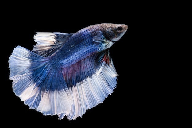 Photo bluee betta fish, siamese fighting fish