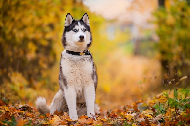 Blueeyed black and white siberian husky sitting in yellow leaves in autumn park