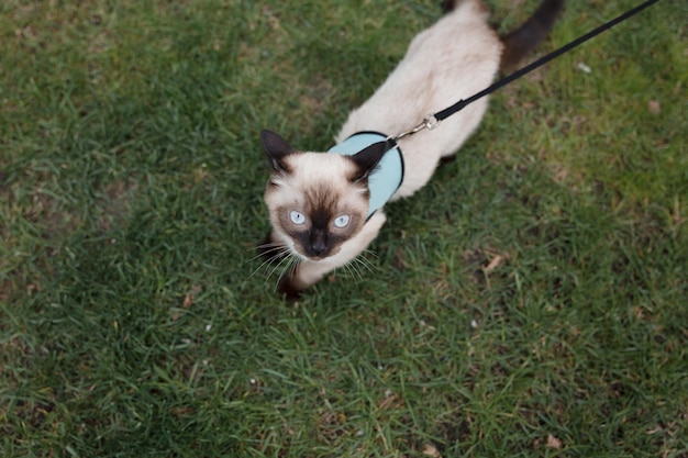 A blueeyed cat strolling in the park Perfect for conveying tranquility and exploring the idea of n