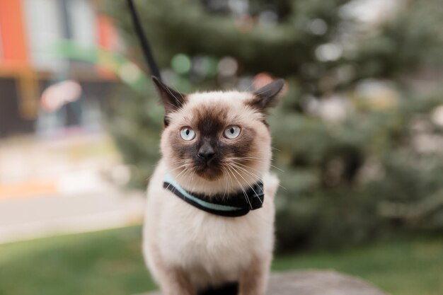 公園を散歩する青い目の猫 静けさを伝え、n のアイデアを探求するのに最適です