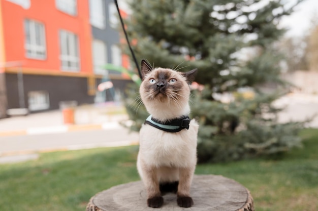 Голубоглазый кот, прогуливающийся по парку. Идеально подходит для передачи спокойствия и изучения идеи н