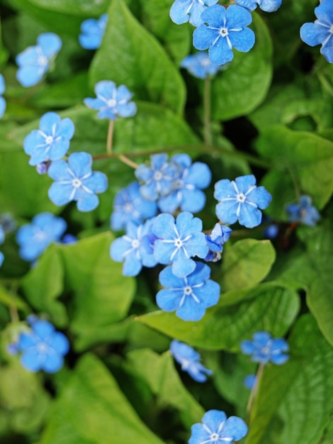 봄의 파란눈 메리 꽃 Omphalodes verna 파란 작은 앵초