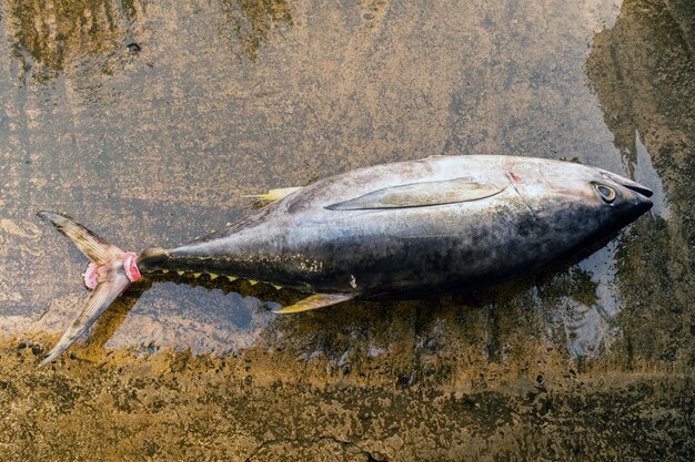 Bluefin tuna lies on a concrete surface