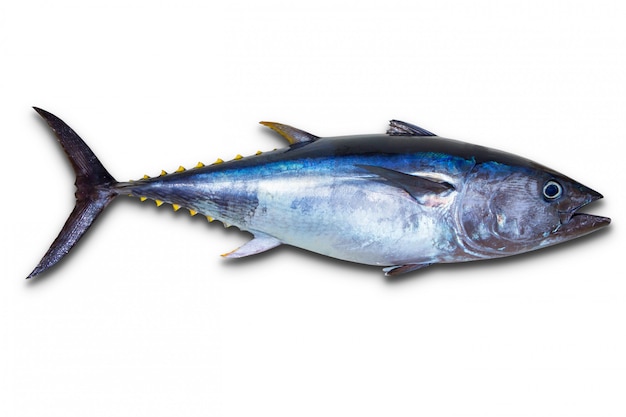 Photo bluefin tuna really fresh isolated on white