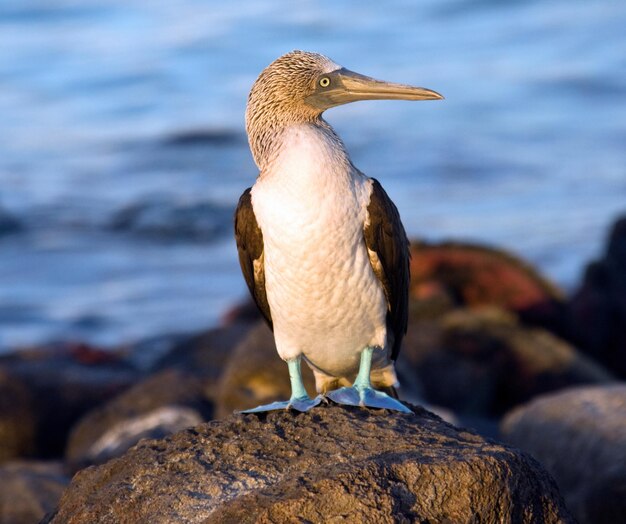 Bluefooted Booby Espanola Island Galapagos Islands