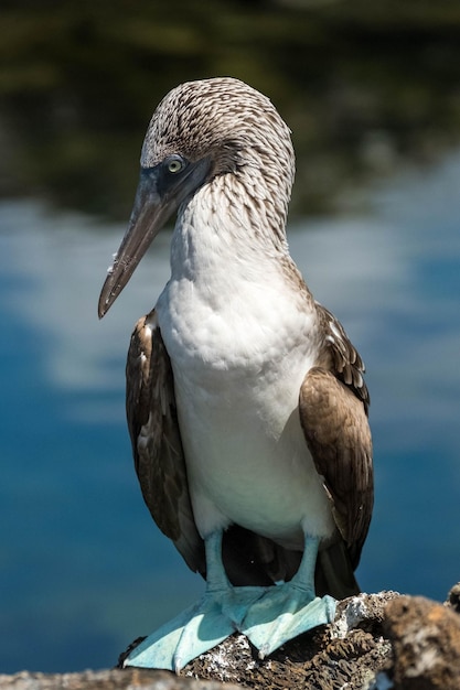 갈라파고스 제도에 위치한 이사벨라 섬의 BlueFooted Booby 프로필 e 터널 지역