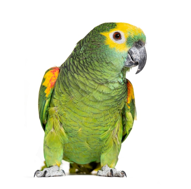 Bluefronted parrot Amazona aestiva Isolated on white