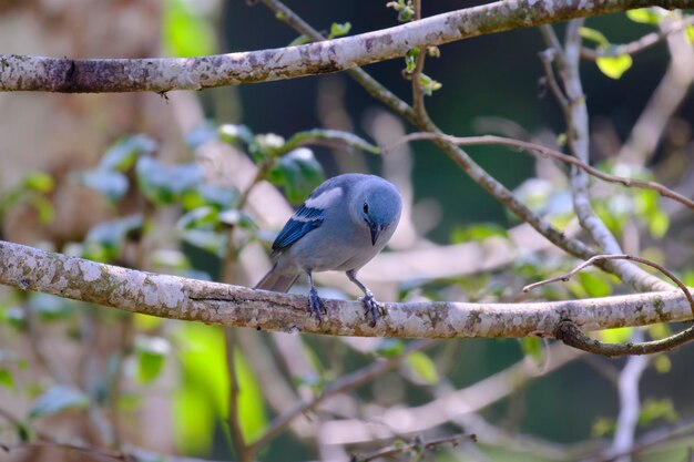 Foto bluegray tanager thraupis episcopus