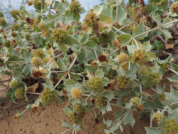 Bluehead of eringium eryngium is een geslacht van kruidachtige planten in de zandige plaats van de schermbloemige familie