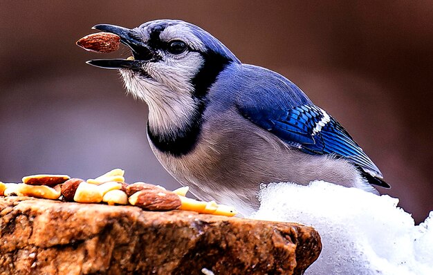 Bluejay gobbles down peanuts found on a rock