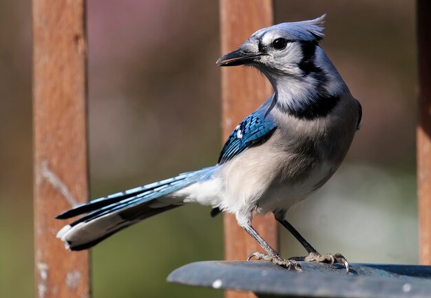 Photo bluejay on the rim of the bird bath