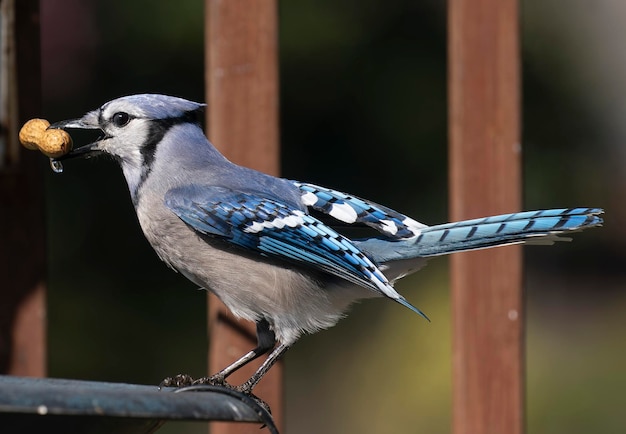 Photo bluejay on the rim of the bird bath