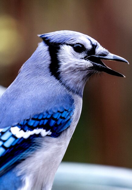 Bluejay zit op de rand van een fontein