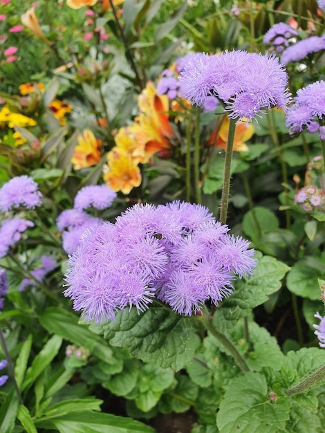 bluemink flossflower blueweed Ageratum houstonianum