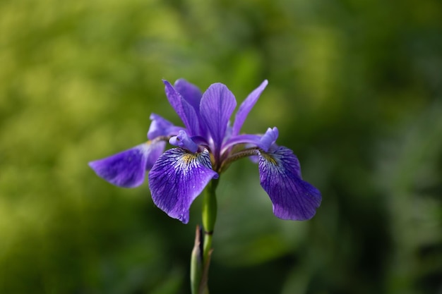 Bluepurple iris closeup on a green background