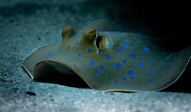 Bluespotted ribbontail ray in Red Sea, Sharm El Sheikh, Egypt