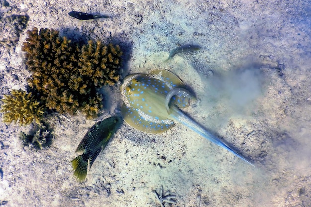 Голубоватый скат, Синеголовный скат (Taeniura lymma) Тропические воды, Морская жизнь