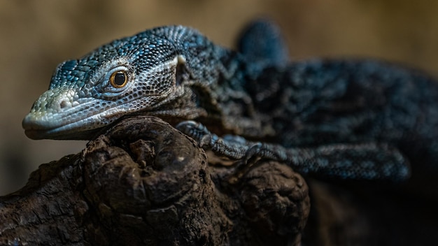 Bluespotted tree monitor