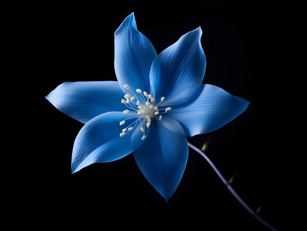 Bluestar flower in studio background single bluestar flower Beautiful flower ai generated image