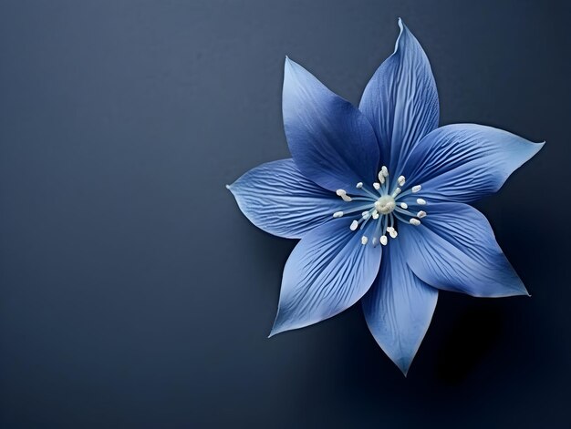 Bluestar flower in studio background single bluestar flower Beautiful flower ai generated image