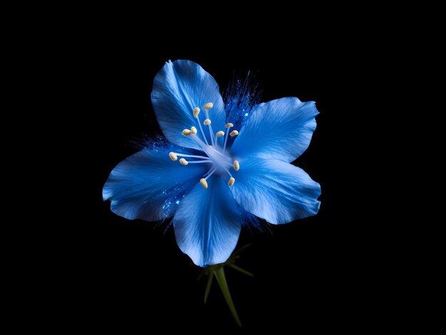 Bluestar flower in studio background single bluestar flower Beautiful flower ai generated image