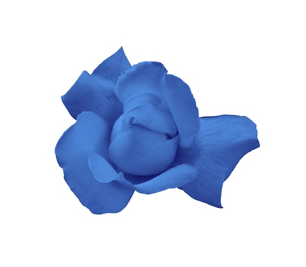 Rosa azzurra