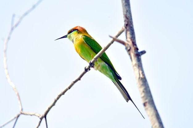 사진 블루테일드  ⁇ 벌새 (merops philippinuslinnaeus1766) 는 태국에서 이동하는 새이다.