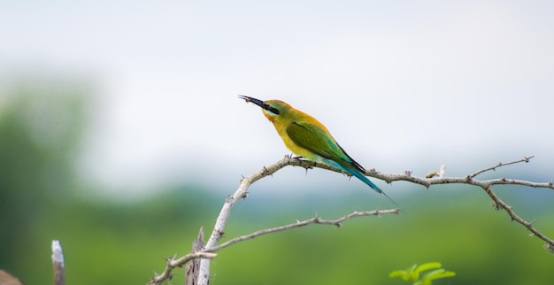 Bluetailed beeeater with a catch perches on a twig and feeds on a bee a small bee between its sharp beaks