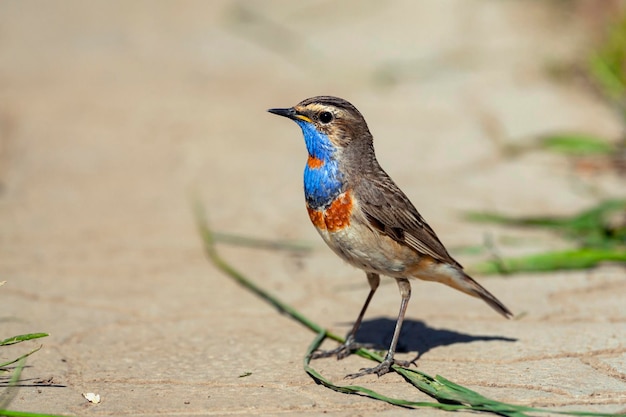 Bluethroat 새는 바닥에 앉아 있습니다. 확대..