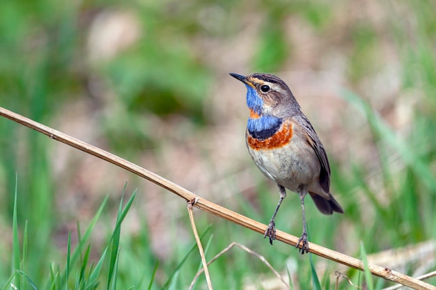 The bluethroat  is a small passerine bird ..Birds of Central Russia..