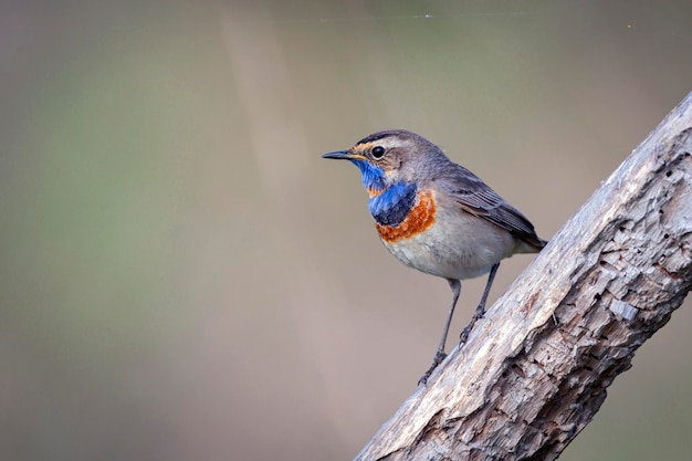 Photo the bluethroat  is a small passerine bird ..birds of central russia..