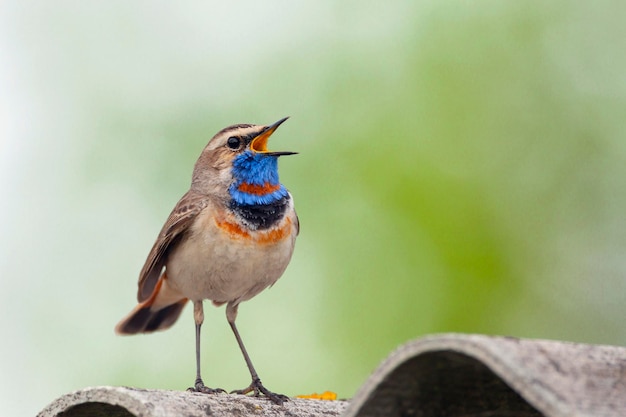 The bluethroat is a small passerine bird