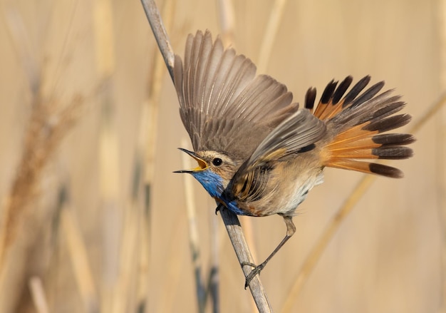 Bluethroat Luscinia svecica A bird sings and flaps its wings on a stalk of reeds by the river