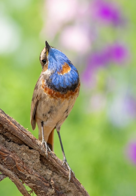 Photo bluethroat luscinia svecica a bird sits on a branch and looks up