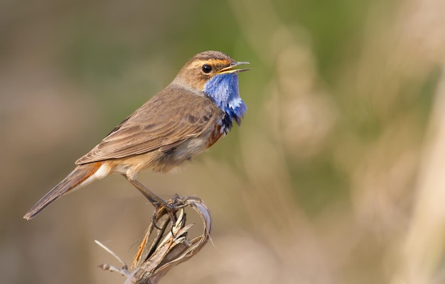 Bluethroat Luscinia svecica 부러진 지팡이 줄기에 앉아 노래하는 새