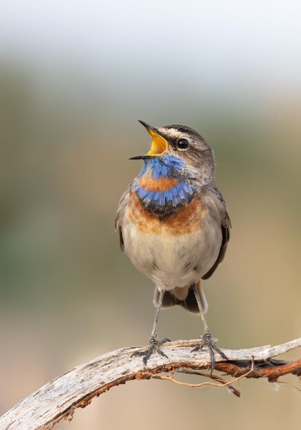 Pettazzurro luscinia svecica primo piano di un uccello il maschio canta su uno sfondo bellissimo