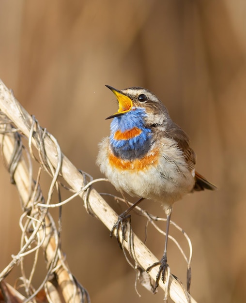 Photo bluethroat luscinia svecica closeup of a bird the male sings on a beautiful background