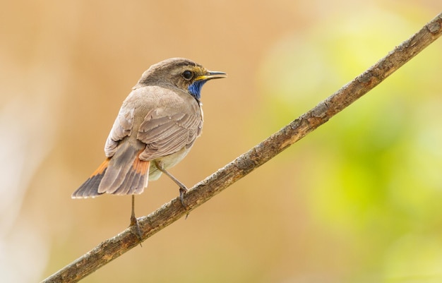 Bluethroat Luscinia svecica Cyanecula 새는 식물의 줄기에 앉아 무언가를 본다