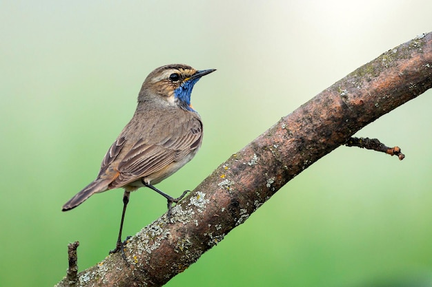 Photo bluethroat luscinia svecica cyanecula svecica in the morning the male sits on a branch