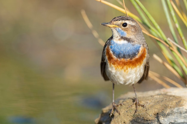 Foto pettazzurro luscinia svecica malaga spagna