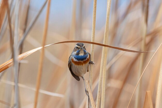 Bluethroat Luscinia svecica 말라가 스페인