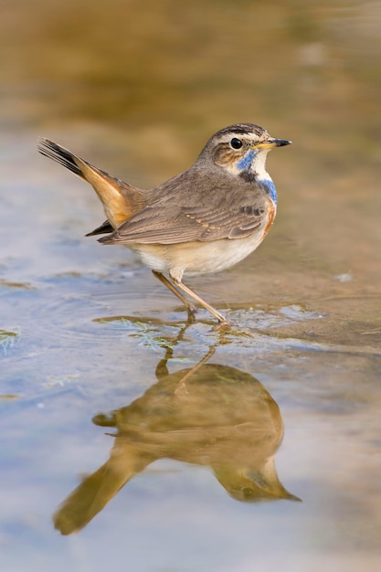 Bluethroat Luscinia svecica 말라가 스페인