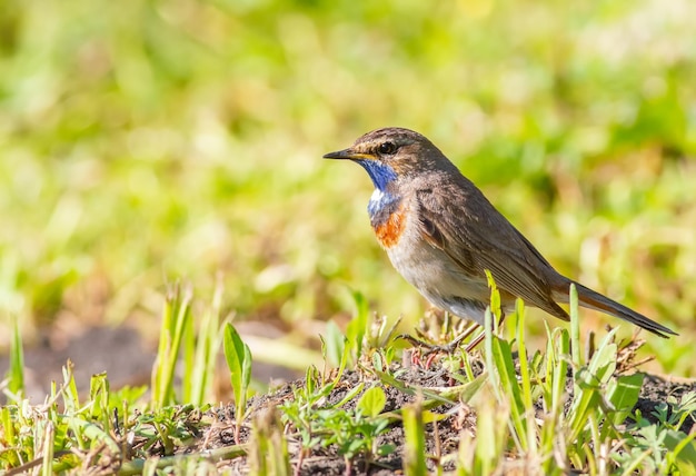 Bluethroat Luscinia svecica 수컷 새가 풀밭에서 음식을 찾고 있습니다