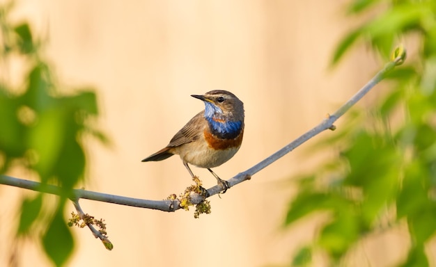 Bluethroat luscinia svecica The male bird sits on a branch